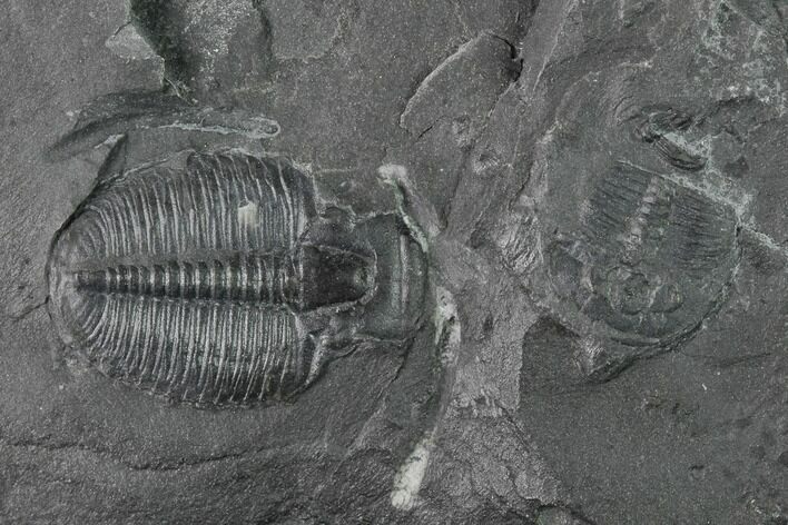 Elrathia Trilobite Molt Fossil - Utah #140326